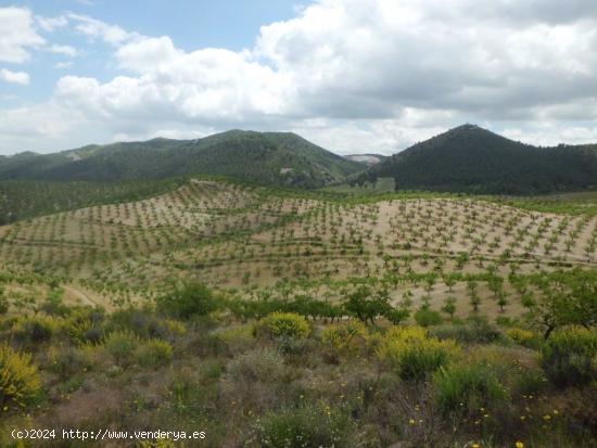 Finca Rústica, LOS GOMEZ, JARALES - MURCIA