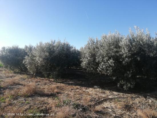 Terreno de regadío, Venta Ceferino - MURCIA