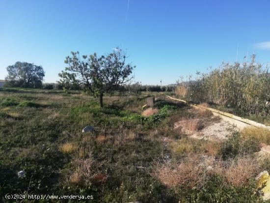 Terreno de regadío, Venta Ceferino - MURCIA