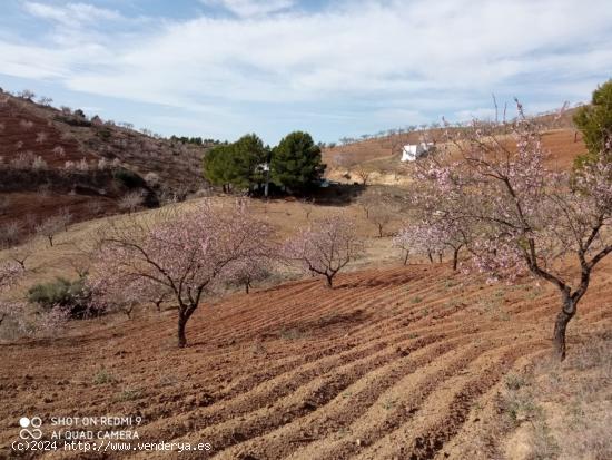 Casa con Terreno, Paraje Torrecilla Lorca. - MURCIA