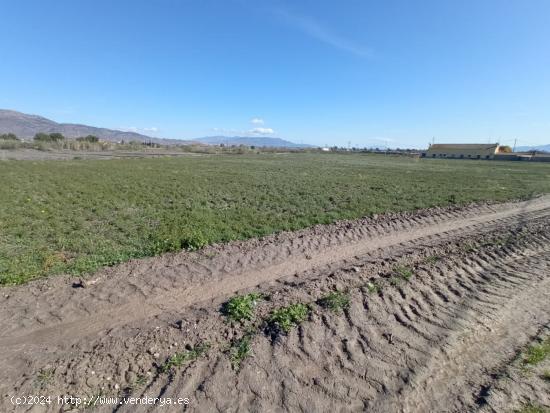 Parcela de Regadio - MURCIA