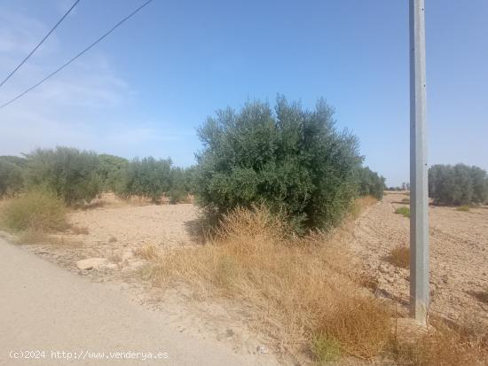 Parcela con punto de luz - MURCIA