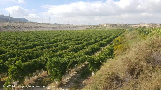 FINCA RÚSTICA - ALICANTE