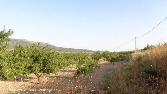 TERRENOS PARA CONSTRUIR EN SALINAS - ALICANTE