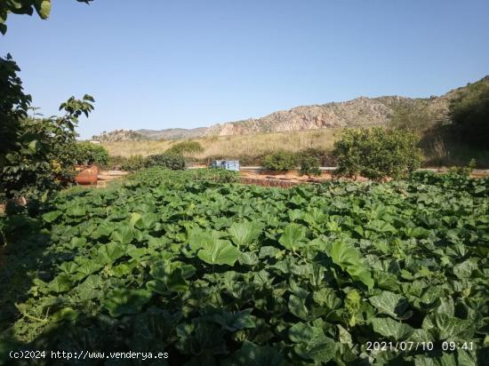 Terreno rural VENTA en Castellón zona NORTE, 3000 m. - CASTELLON