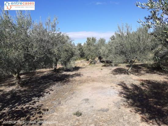 DOS HUERTAS DE REGADÍO EN PARTIDA NOGALES Y UN TERRENO ZONA PINAREJOS - CASTELLON