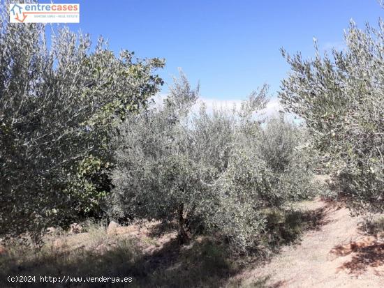 DOS HUERTAS DE REGADÍO EN PARTIDA NOGALES Y UN TERRENO ZONA PINAREJOS - CASTELLON