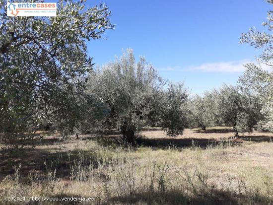 DOS HUERTAS DE REGADÍO EN PARTIDA NOGALES Y UN TERRENO ZONA PINAREJOS - CASTELLON