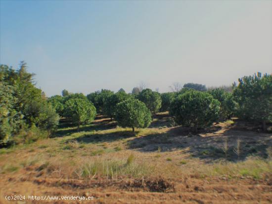  FINCA AGRÍCOLA MUY BIEN SITUADA EN LA PARTIDA BURGÀ DE RIUDOMS - TARRAGONA 