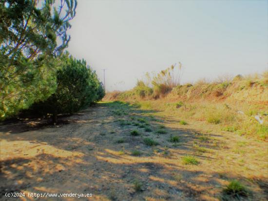 FINCA AGRÍCOLA MUY BIEN SITUADA EN LA PARTIDA BURGÀ DE RIUDOMS - TARRAGONA