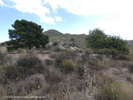 Terreno rural zona los colegiales - ALICANTE