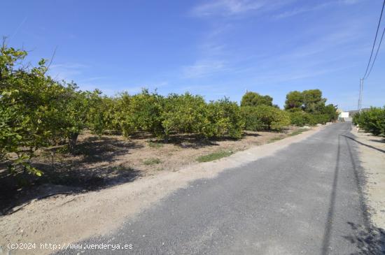 Se vende Terreno rural de 2.600m2 en la zona Vereda Los Cacheros en Santomera, Murcia. - MURCIA