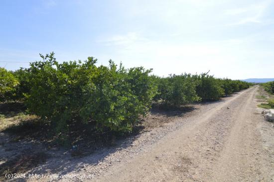 Terreno rústico agrario de 5.427m2 en la zona Vereda Los Cacheros en Santomera, Murcia. - MURCIA