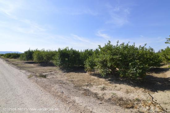 Terreno rústico agrario de 5.427m2 en la zona Vereda Los Cacheros en Santomera, Murcia. - MURCIA