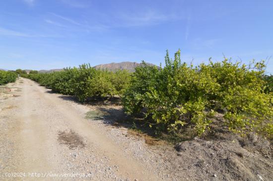 Terreno rústico agrario de 5.427m2 en la zona Vereda Los Cacheros en Santomera, Murcia. - MURCIA