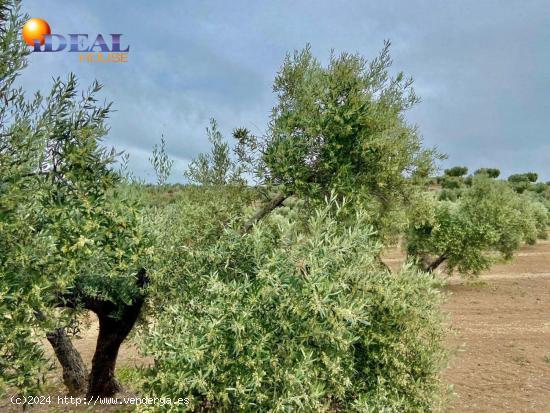 Fincas de Olivos en producción - JAEN