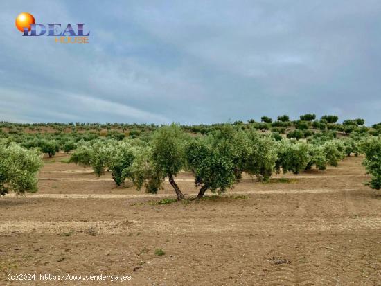 Fincas de Olivos en producción - JAEN