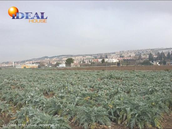 OportUnidad Finca Rústica Pago del Zaidín!!! - GRANADA