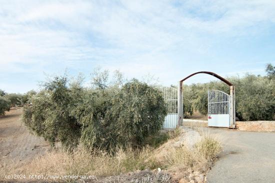 Magnifica finca 46 Hectáreas de la cual plantada de olivos, aproximadamente 43. - GRANADA