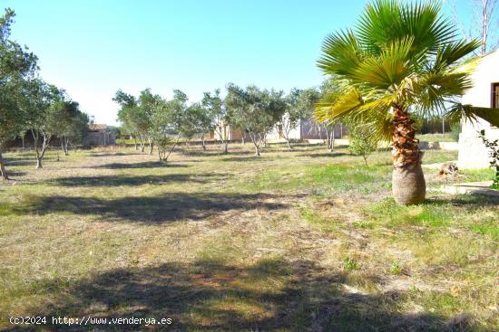 Finca rústica con casa de campo  con hermosas  vistas a la Serra de Tramuntana en Muro - BALEARES