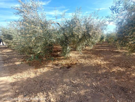 Terreno en venta en paraje Los Patas Chicos, Balsapintada - MURCIA