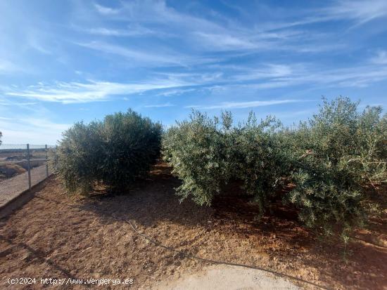 Terreno en venta en paraje Los Patas Chicos, Balsapintada - MURCIA