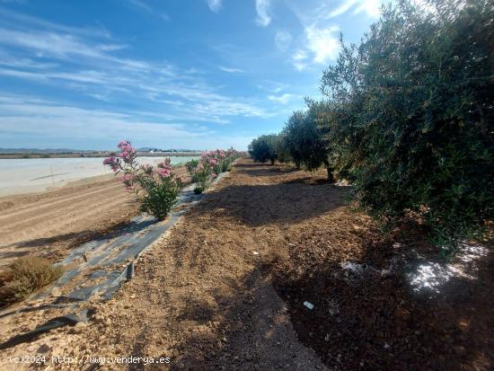 Terreno en venta en paraje Los Patas Chicos, Balsapintada - MURCIA