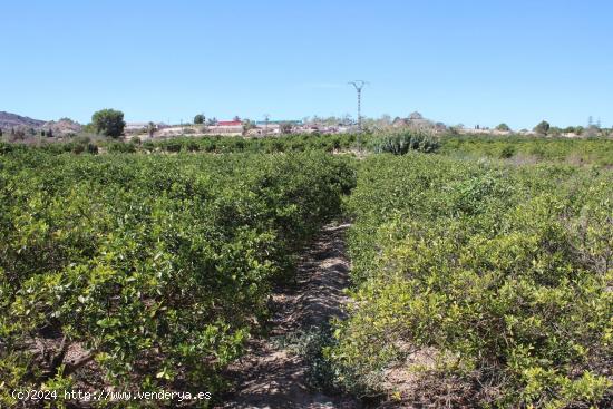 Magnifica Finca de citricos en produccion - ALICANTE