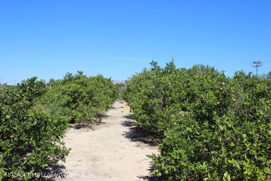 Magnifica Finca de citricos en produccion - ALICANTE