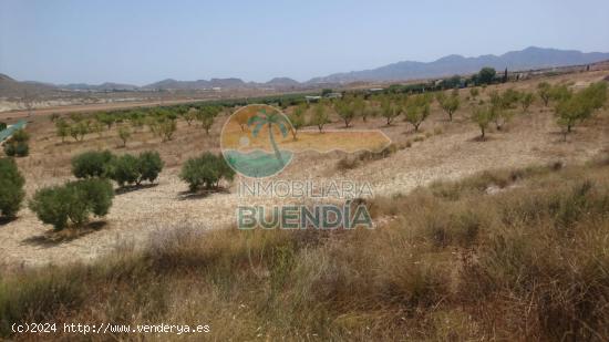 TERRENO RUSTICO A POCA DISTANCIA DE MAZARRÓN. - MURCIA