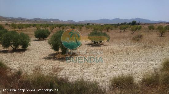 TERRENO RUSTICO A POCA DISTANCIA DE MAZARRÓN. - MURCIA