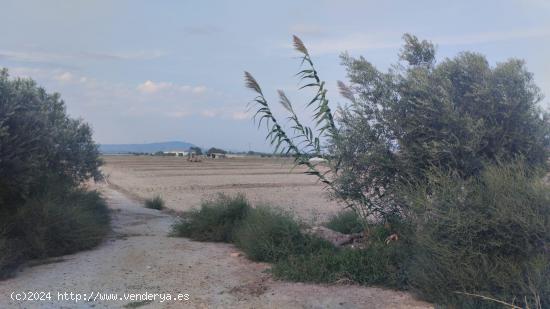 Terreno Agrario - Raiguero Alto, Totana - MURCIA