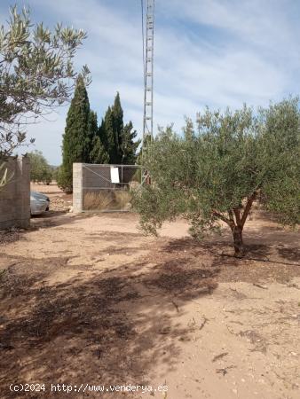  Parcela todo vallada con arboles de olivos en producción y casa de apero - ALICANTE 