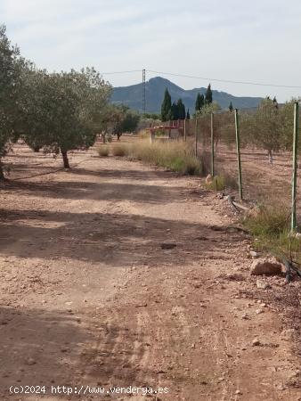 Parcela todo vallada con arboles de olivos en producción y casa de apero - ALICANTE