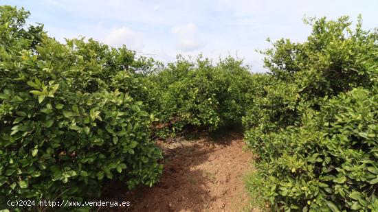  Finca con vivienda, pozo y luz - CASTELLON 