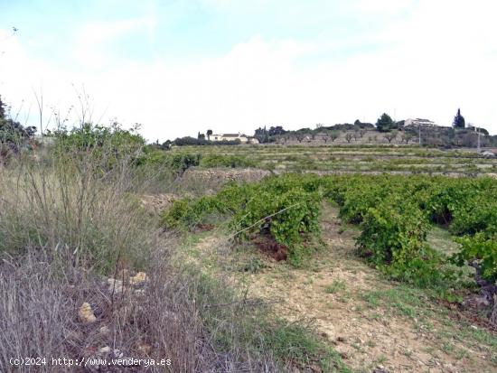 Parcela rustica en Lliber - ALICANTE