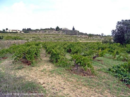 Parcela rustica en Lliber - ALICANTE