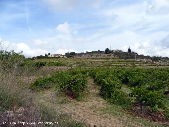 Parcela rustica en Lliber - ALICANTE