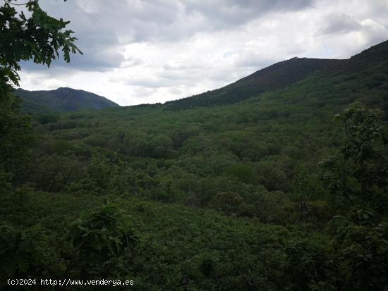 Finca de 54,5 hectareas con vivienda tipo cabaña africana - CACERES