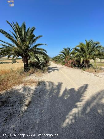  SE VENDE FINCA RÚSTICA EN ARCOS DE LA FRONTERA - CADIZ 