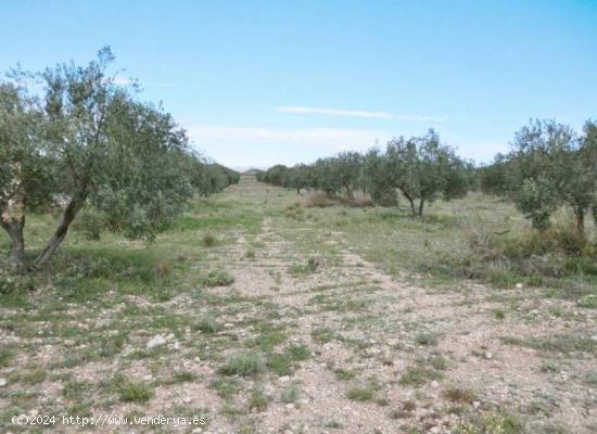 TERRENO RUSTICO - ALICANTE