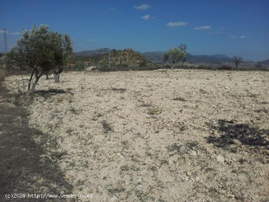 PARCELA RUSTICA EN SAX VALLADA - ALICANTE