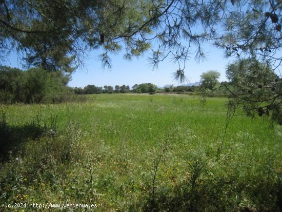  Finca rústica en el Pla de Mallorca - BALEARES 