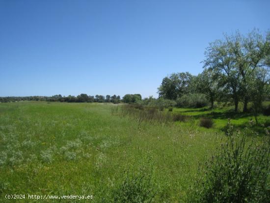 Finca rústica en el Pla de Mallorca - BALEARES