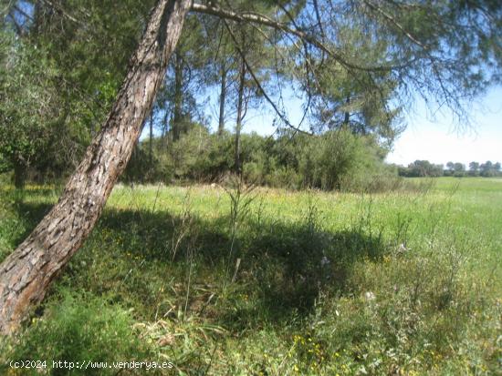 Finca rústica en el Pla de Mallorca - BALEARES