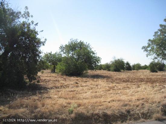 Terreno rústico en venta Bunyola - BALEARES