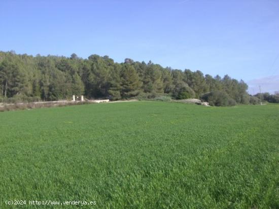 FINCA RÚSTICA CON PROYECTO PARA VIVIENDA EN ALGAIDA - BALEARES