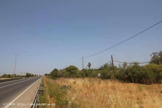 LLUCMAJOR: FINCA RUSTICA: MAGNIFICA SITUACION CON ACCESO ASFALTADO Y LUZ DE GESA A PÌE DE FINCA. - 