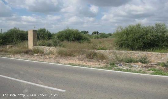 RIBARROJA DEL TURIA - PARTIDA GALLIPONT - VALENCIA