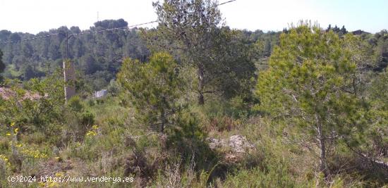  FINCA EN LA PTD SAN BERNABE CON AGUA I LUZ - TARRAGONA 